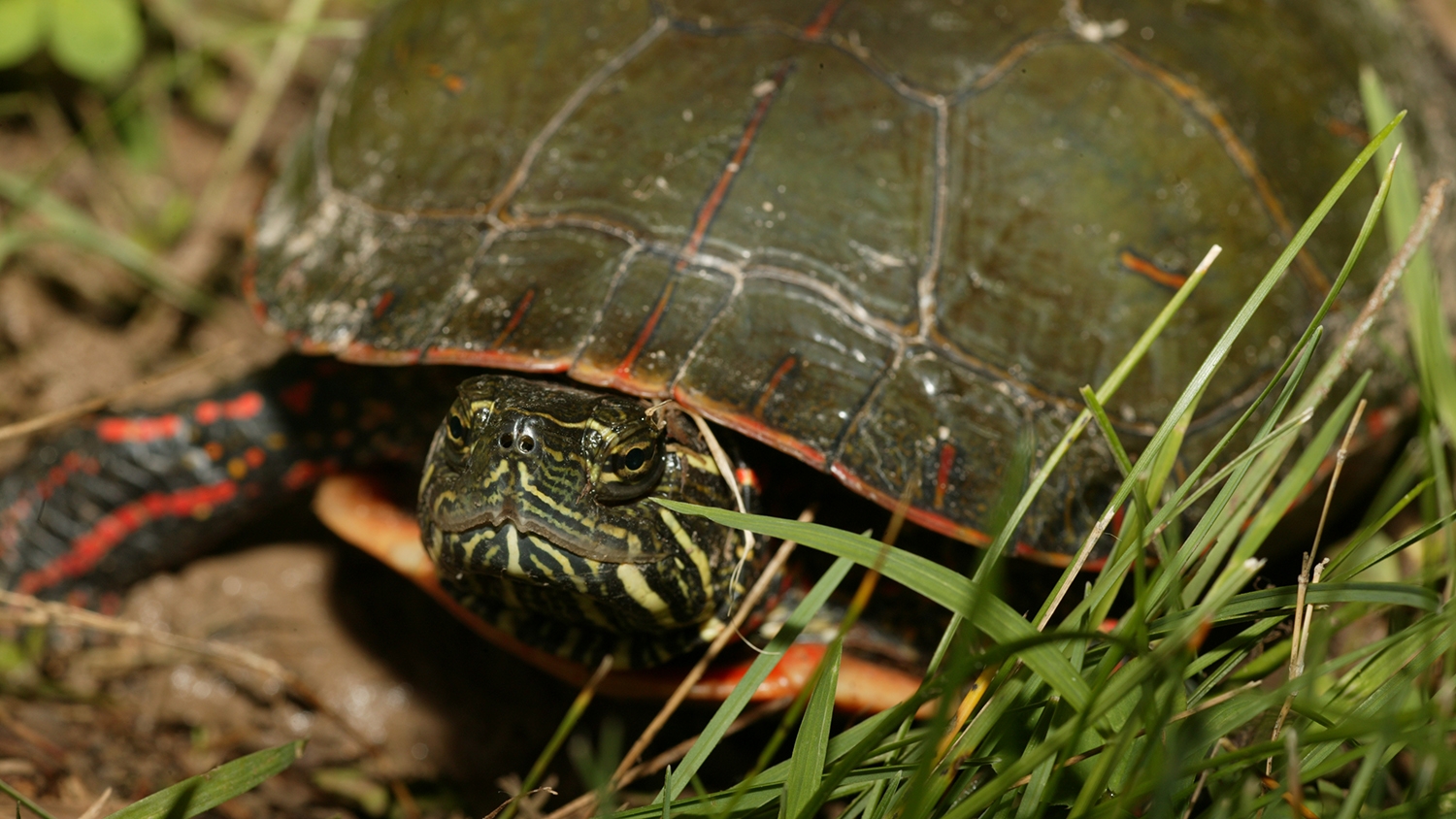 painted turtle 