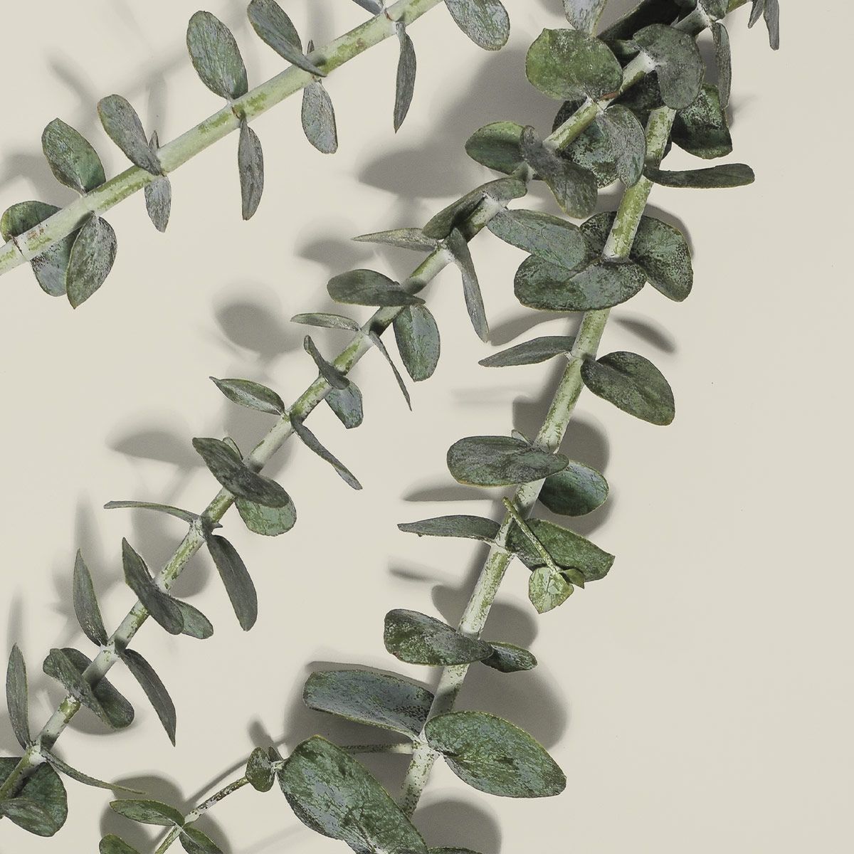 image of an eucalyptus branch