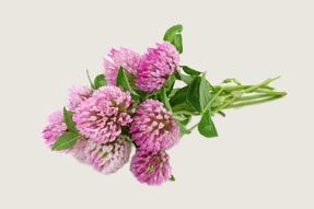 image of clover flower