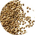 icon of hemp seeds