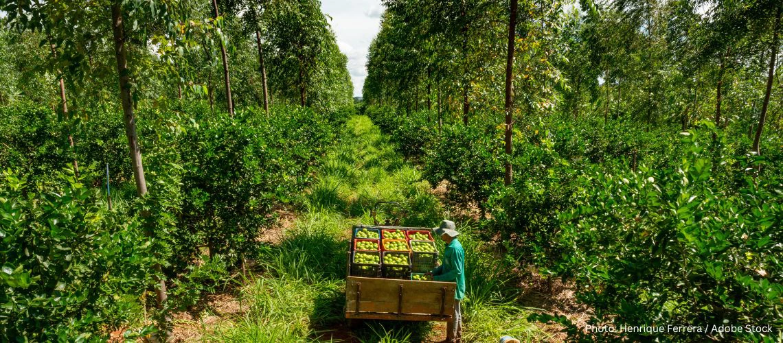 Harvesting limes from an agroforestry system.